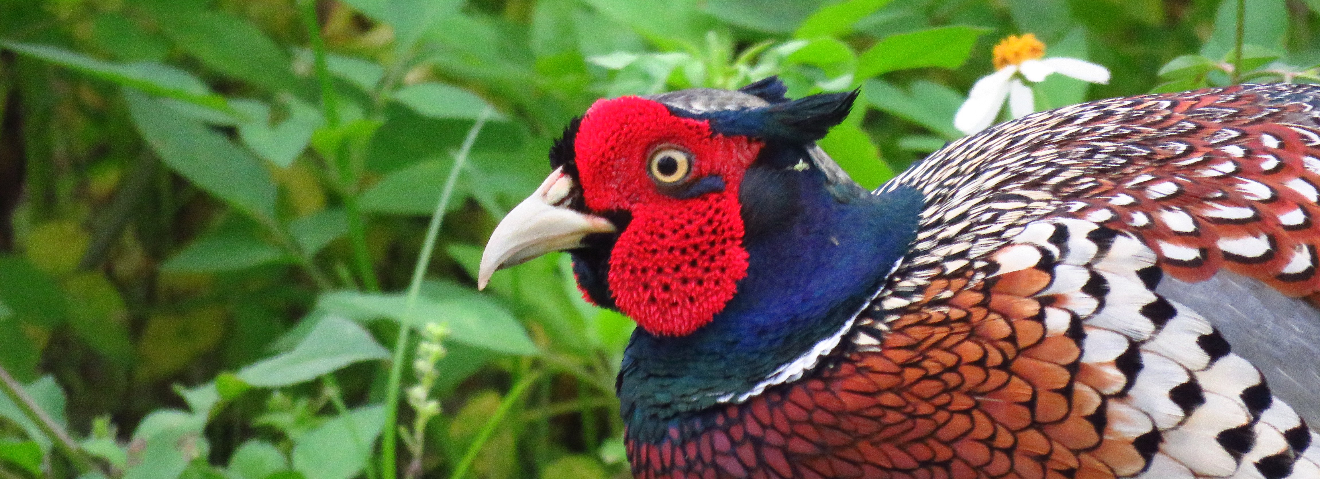 NDHU Mascots: Ring-necked Pheasant